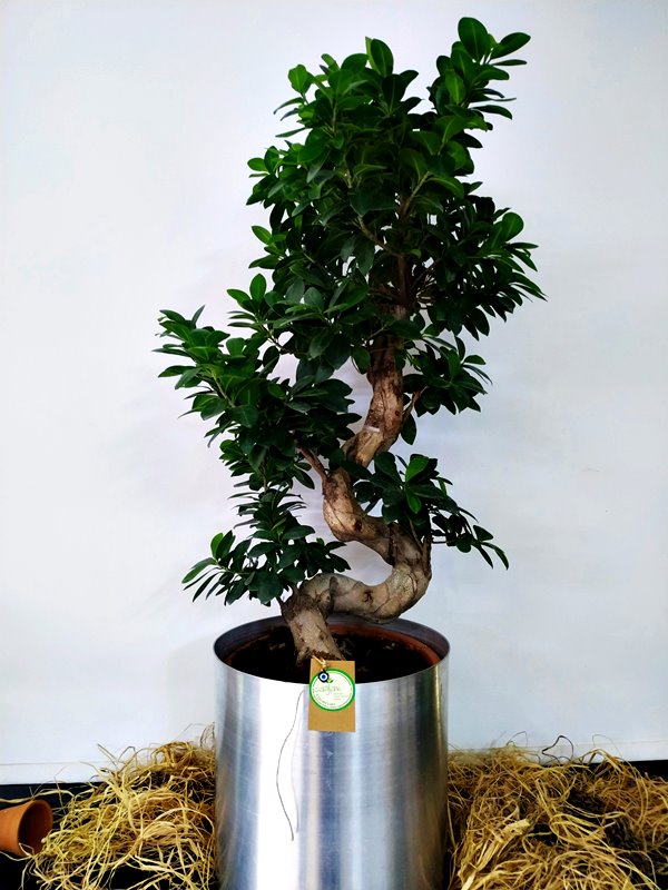Bonsai Ağacı - 100 Cm