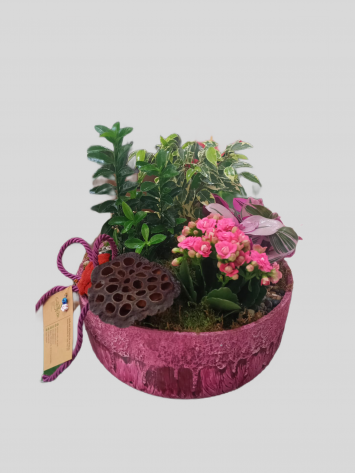 PEMBE MİX PLANT TROPİC